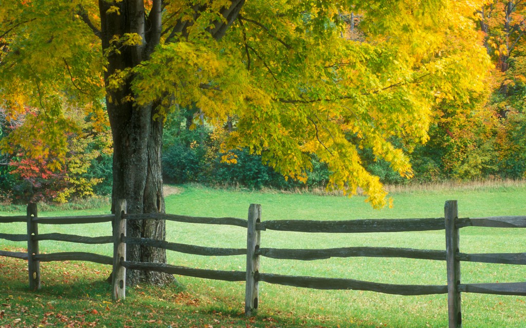 Sugar maple tree by a split-rail fence in rural Vermont, United States
