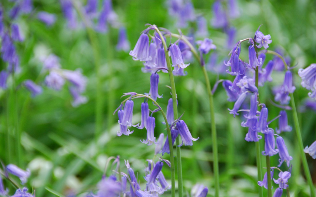 English Bluebells (Wood Hyacinth), Wendover Woods, Buckinghamshire; UK