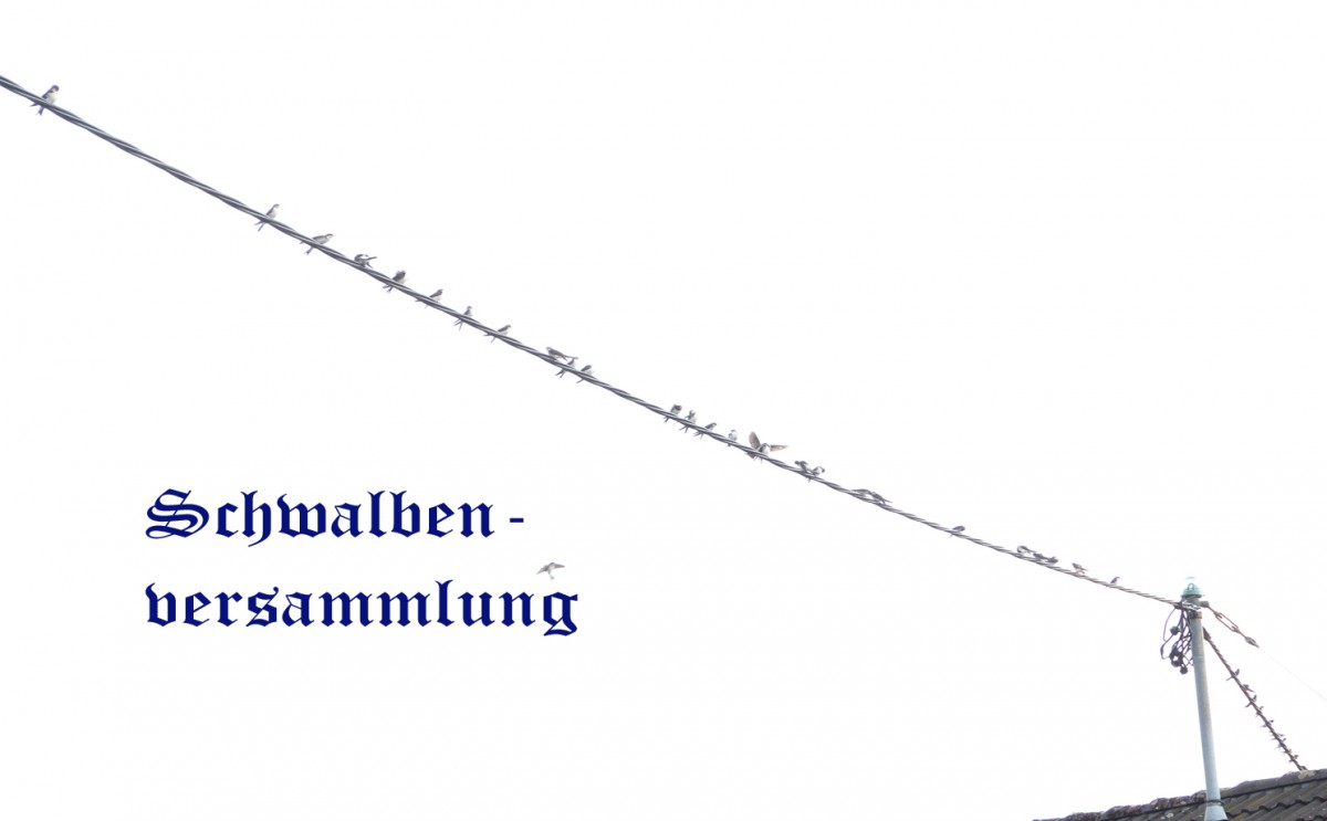 schwalbengeschwader