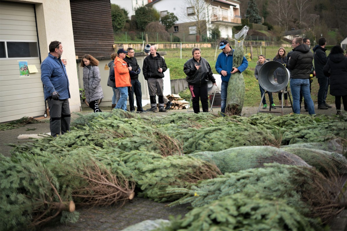 Weihnachtsbaum_2019_003