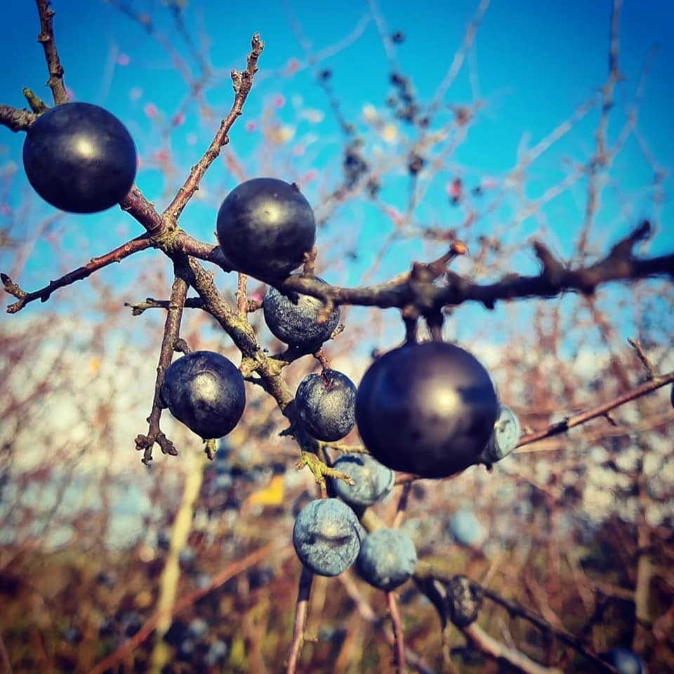 127582731_4117448868270869_8280038304031201662_n