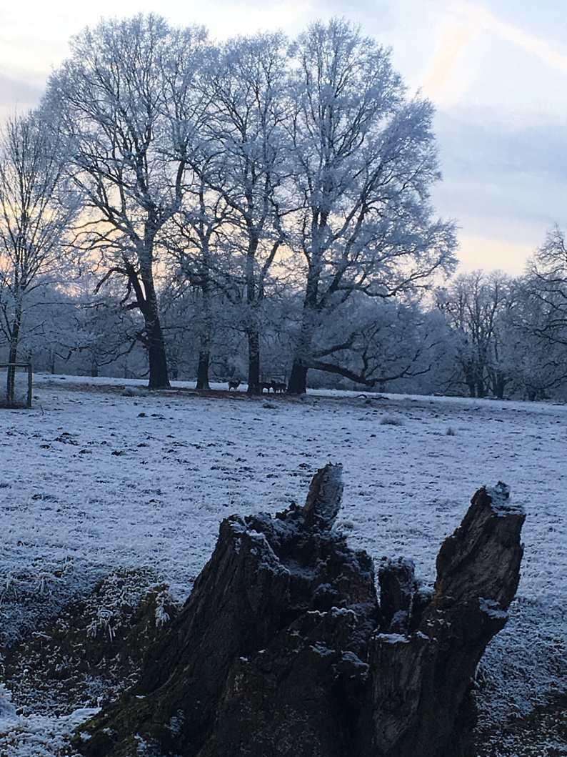 0134 a Winterzauber im Park